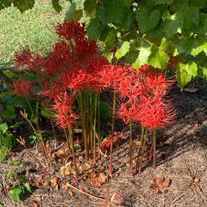 Spider Lily bulbs